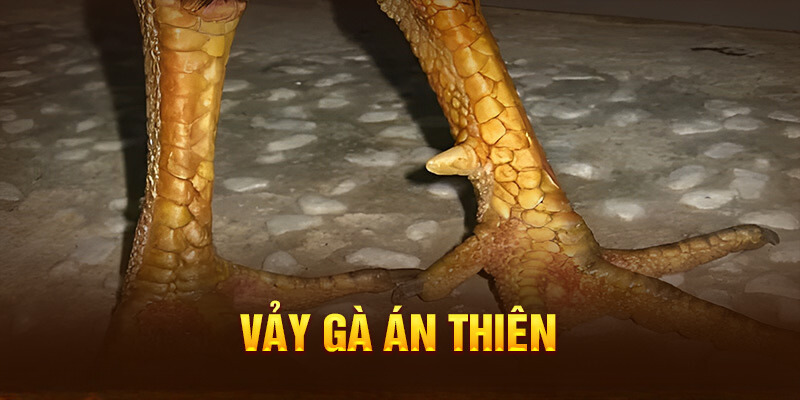 Giải Mã Các Biến Thể Của Vảy Án Thiên