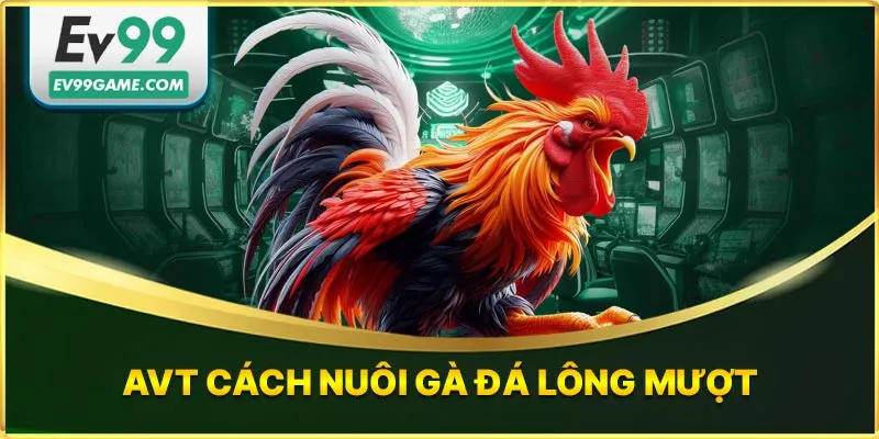 Cách Nuôi Gà Đá Lông Mượt – Bí Quyết Thực Chiến Từ Người Có Kinh Nghiệm Lâu Năm
