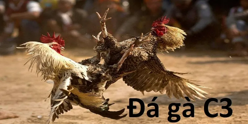Khái niệm cơ bản: Đá gà C3 là gì?