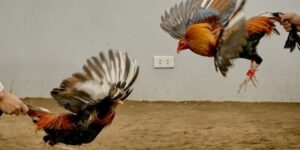 Luật Chơi Đá Gà Miền Bắc – Cẩm Nang Quan Trọng Tại OK365