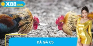 Những Hình Thức Đá Gà C3 Gây Sốt Mùa 2025