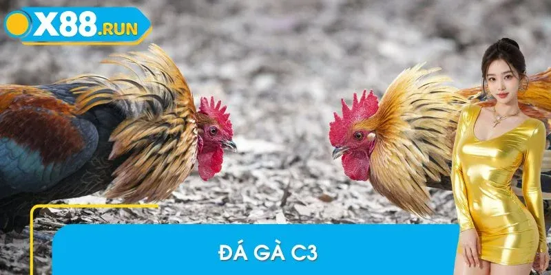 Những Hình Thức Đá Gà C3 Gây Sốt Mùa 2025