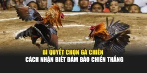 Vì sao chọn đúng Gà Chiến là yếu tố quyết định