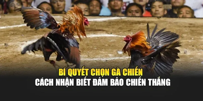Vì sao chọn đúng Gà Chiến là yếu tố quyết định